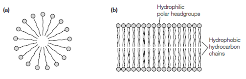 739_Lipid bilayer.png